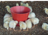 Baby feeder for chicks and poults 
