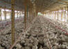A farm with our Avicorvi product's solution, feeders and nipples